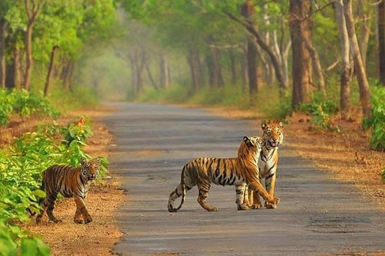 Sariska Tiger Reserve