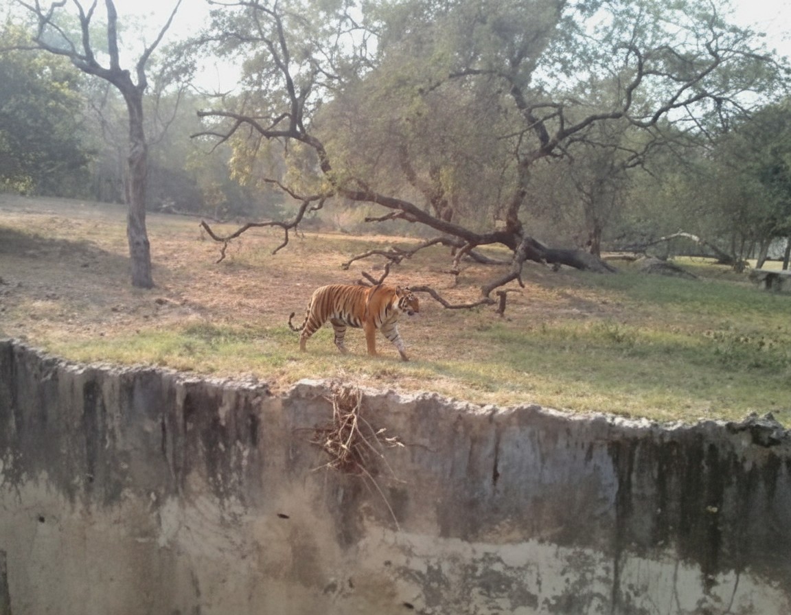 Allen Forest Zoo (Kanpur Zoological Park)