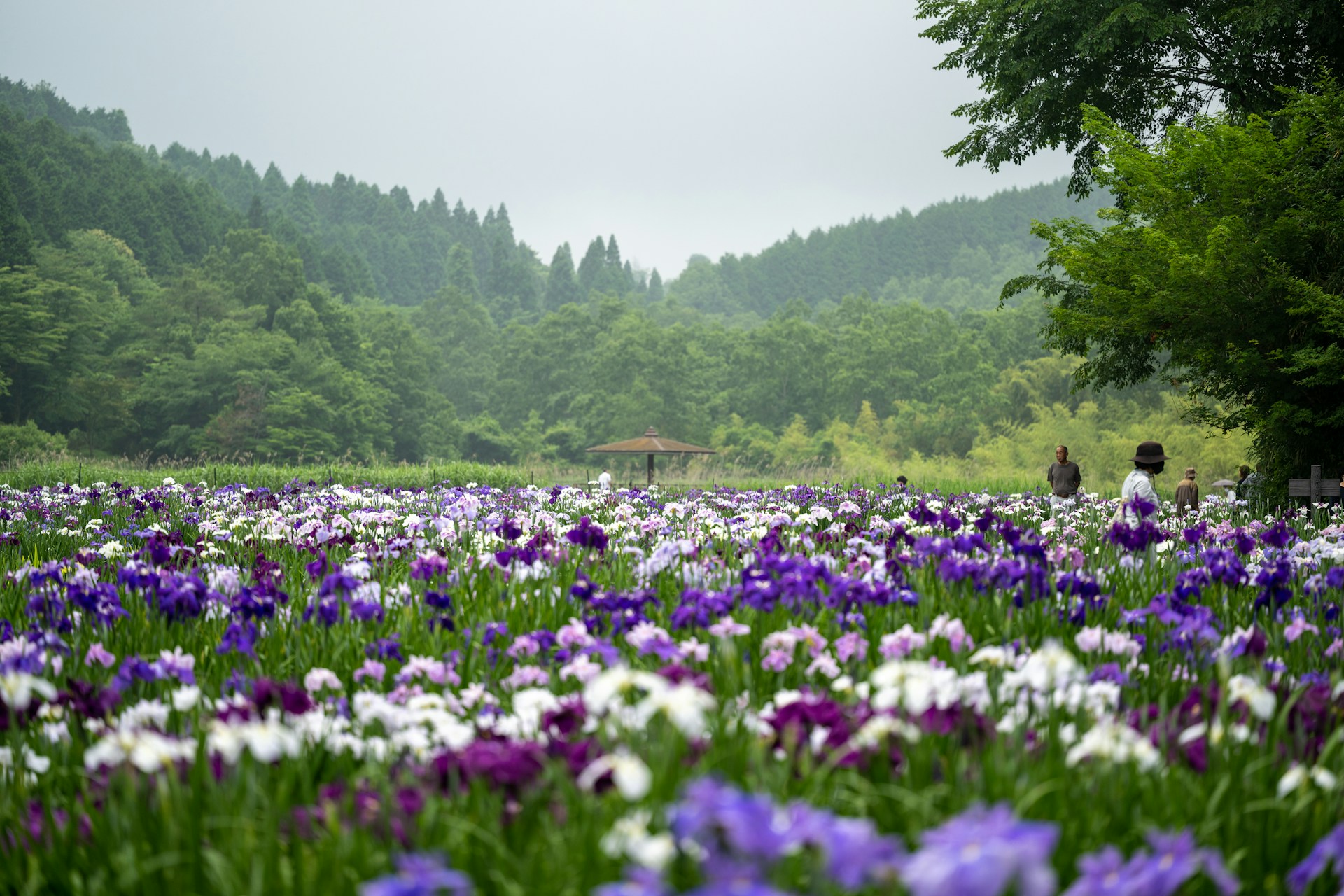 Valley of Flowers National Park