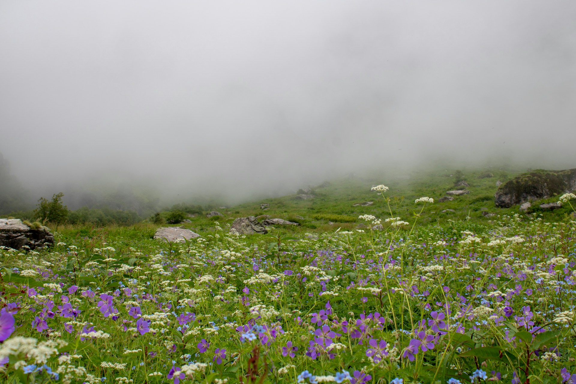 Valley of Flowers National Park