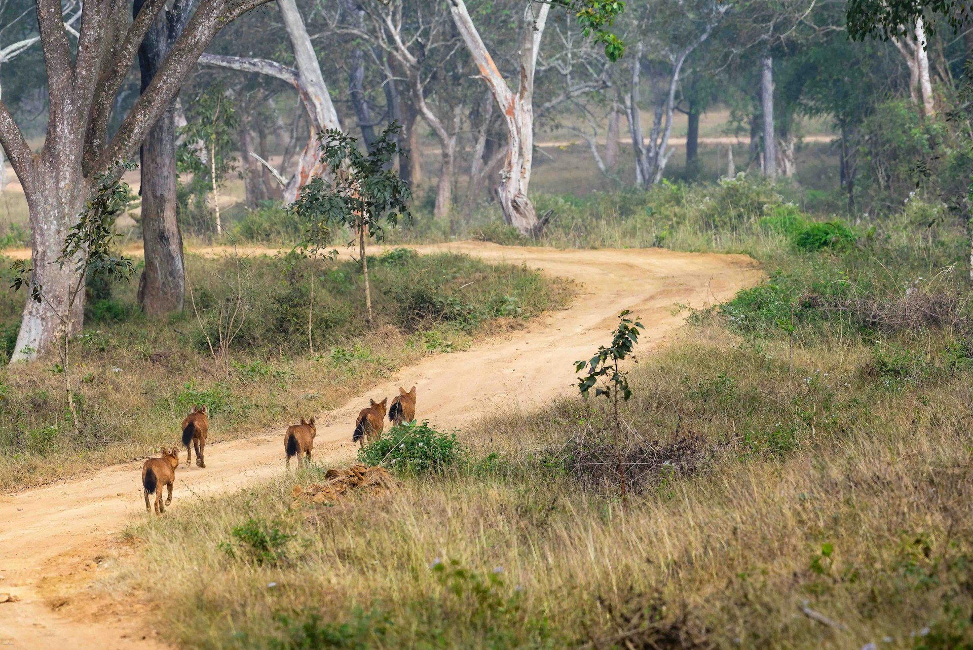 Bandipur National Park