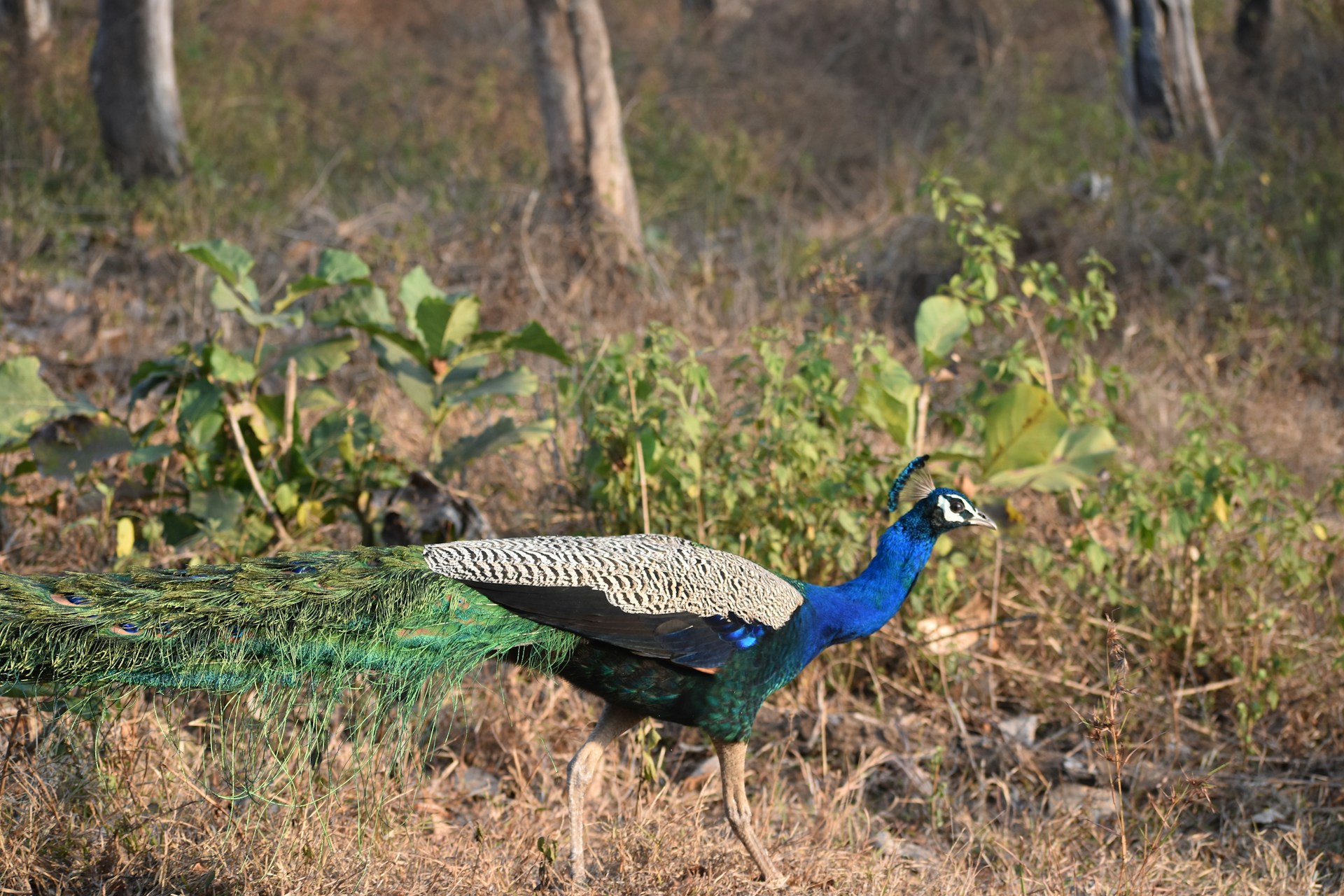 Bandipur National Park