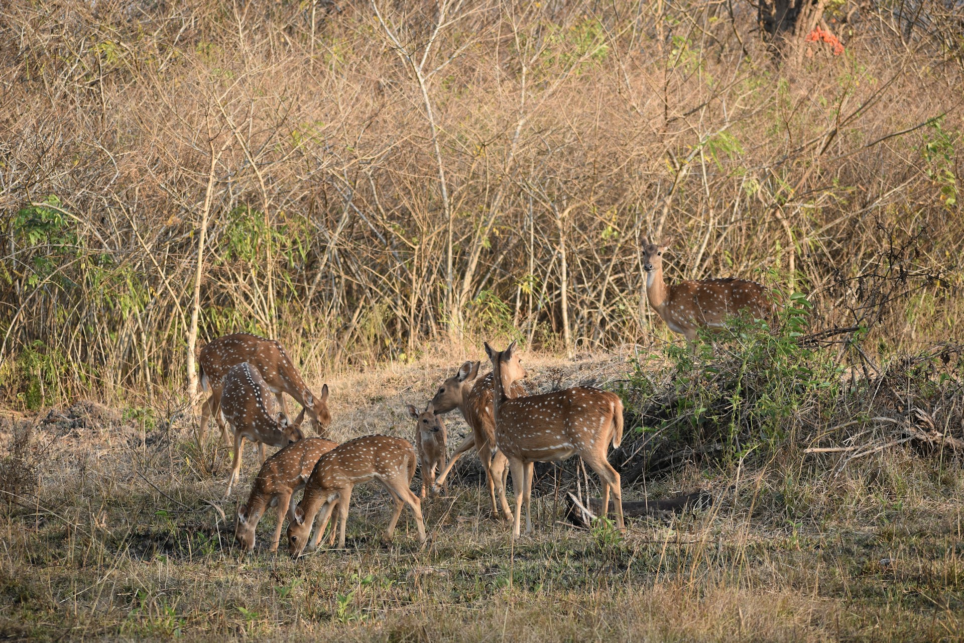 Bandipur National Park