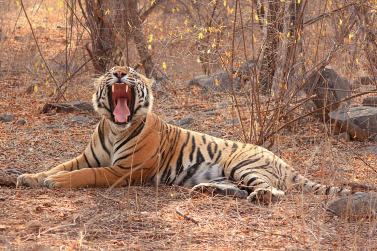 Tal Chhapar Wildlife Sanctuary