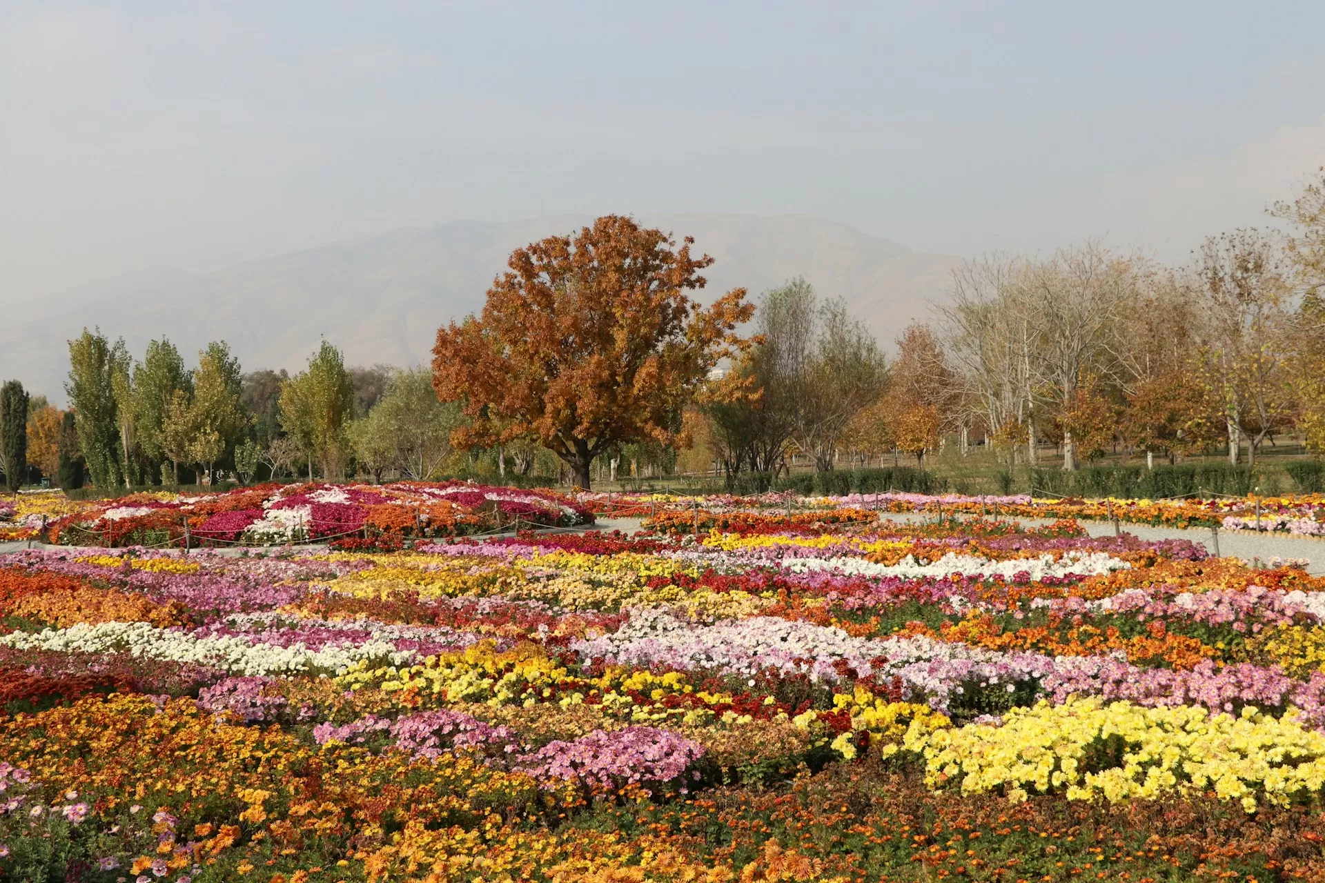 Valley of Flowers National Park